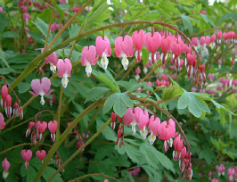 dicentra spectabilis gebroken hartje