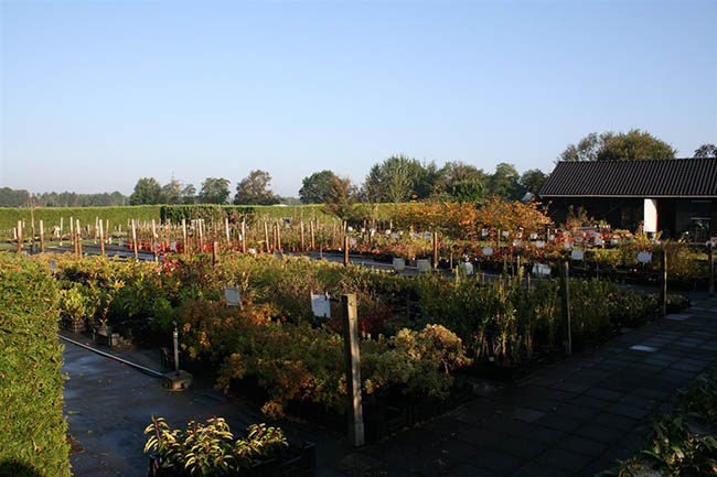 Planten Drenthe