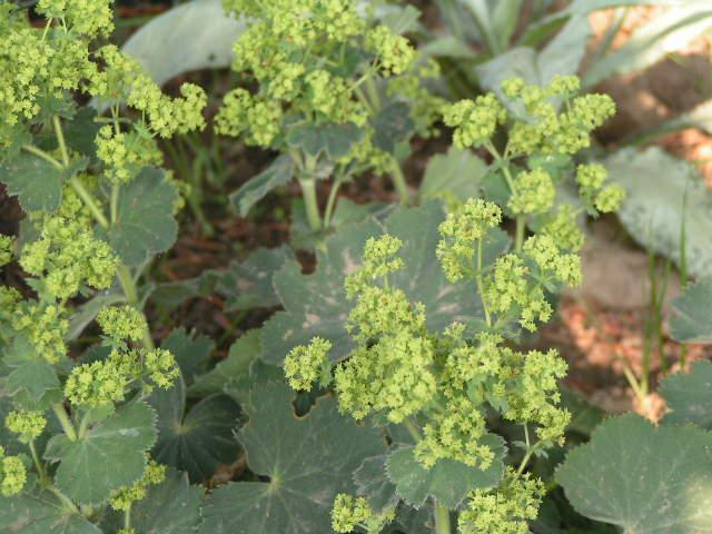Alchemilla mollis