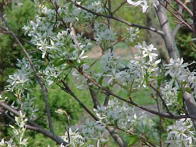 amelanchier lamarckii