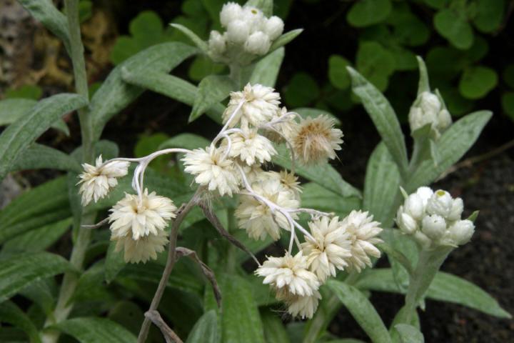 anaphalis triplinervis
