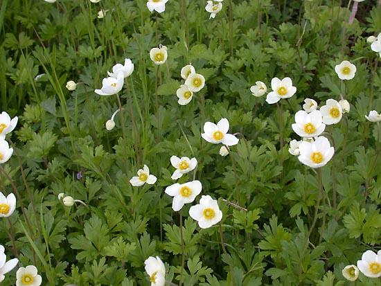 Anemone sylvestris