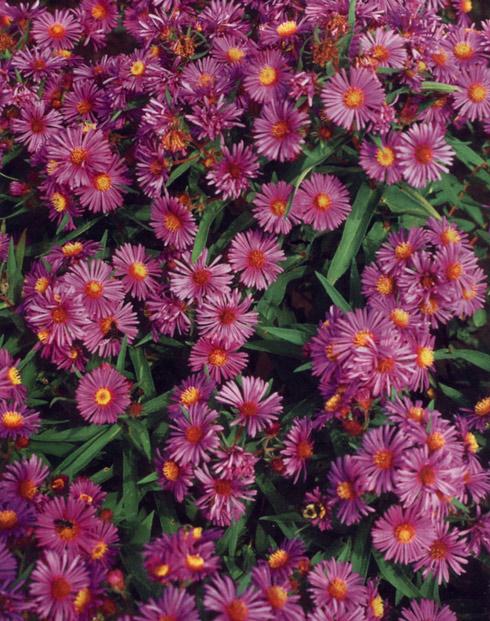 aster dumosus anneke