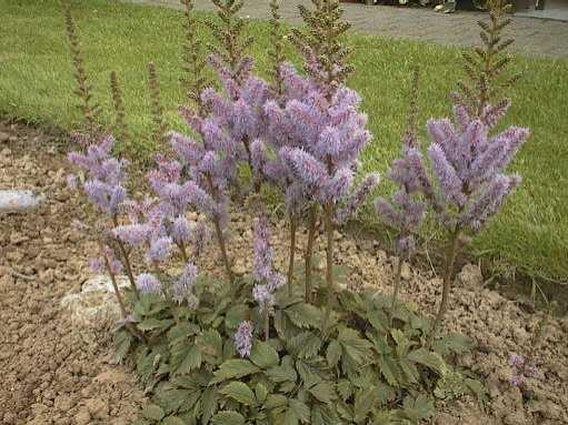 astilbe chinensis pumila