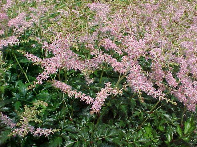 astilbe simplicifolia sprite