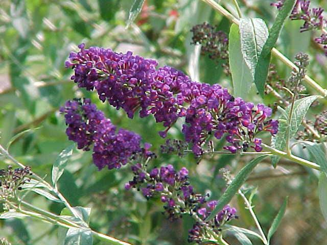 budddleja davidii black knight