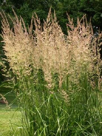 calamagrostis acutiflora karl foerster