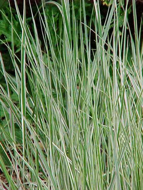 calamagrostis acutiflora overdam
