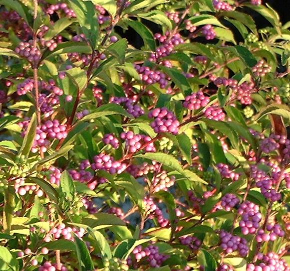 callicarpa bodinieri profusion