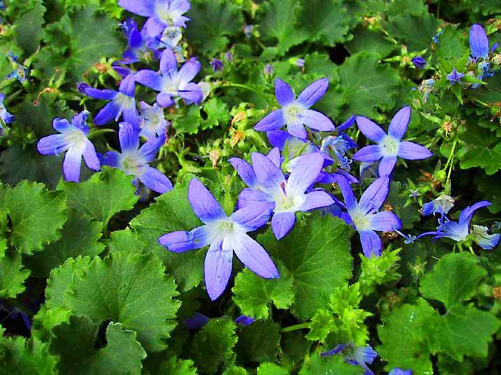 campanula garganica senior