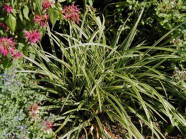 carex morrowii ice dance