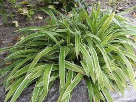carex siderosticha variegata