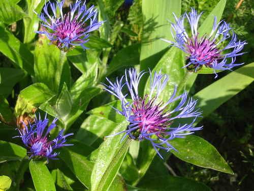 centaurea montana