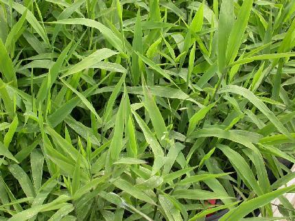 chasmanthium latifolium