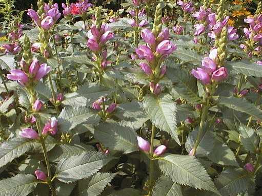 chelone obliqua