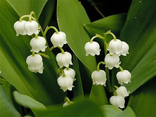 convallaria majalis