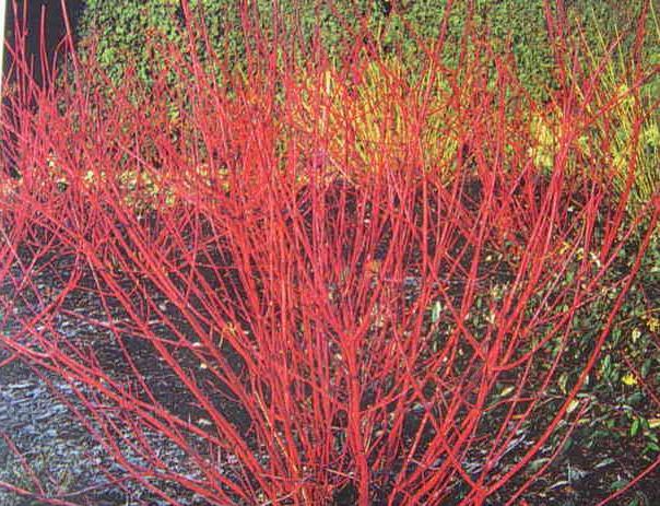 cornus alba sibirica