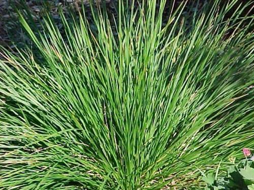deschampsia latifolium