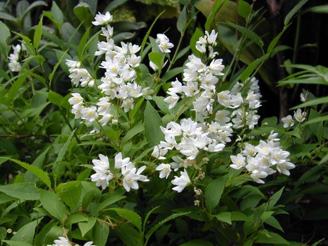 deutzia gracilis