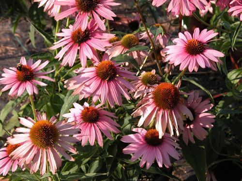 echinacea purpurea magnus