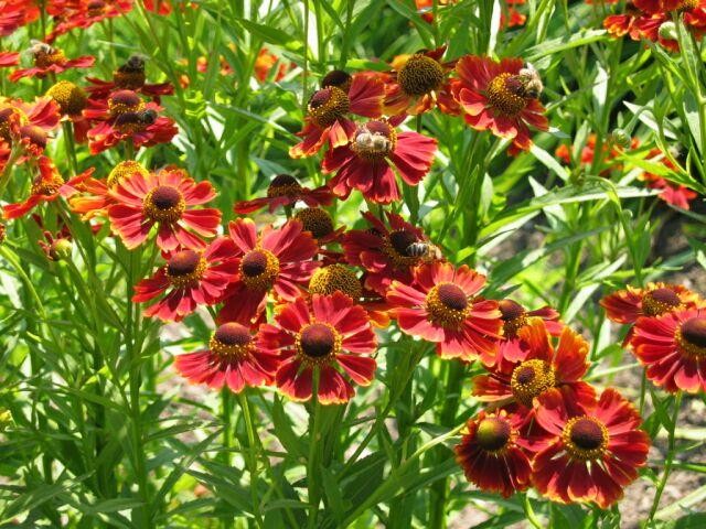 helenium moerheim beauty