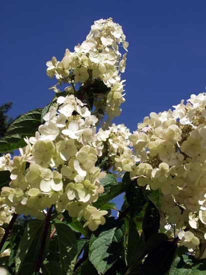 hydrangea paniculata grandiflora