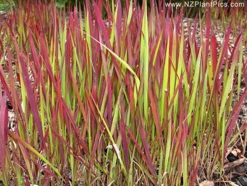 imperata cylindrica