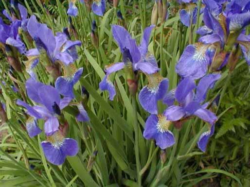 iris siberica perry's blue