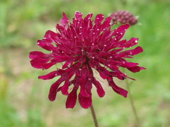 knautia macedonica