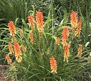 kniphofia uvaria grandiflora