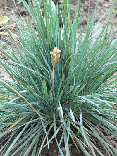 koeleria glauca