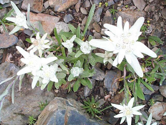 leontopodium alpinum