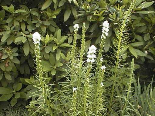 liatris spicata alba