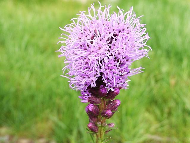 liatris spicata