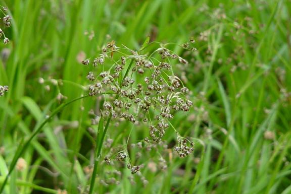 luzula sylvatica