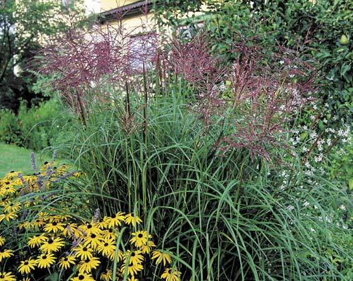 miscanthus sinensis ferner osten