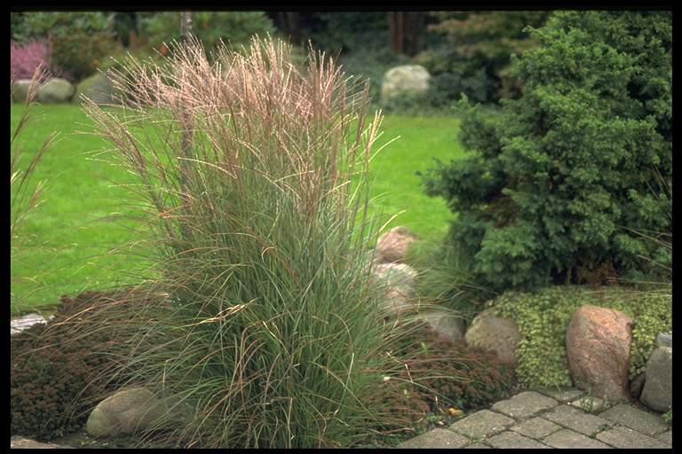 miscanthus sinensis kleine silberspinne