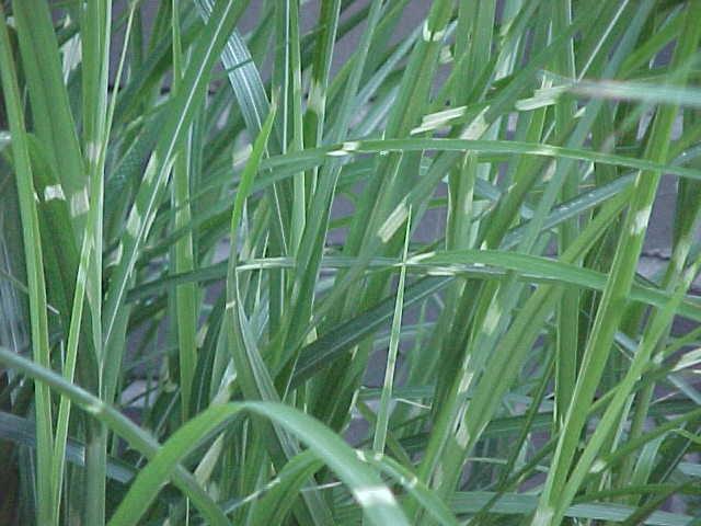 miscanthus sinensis strictus