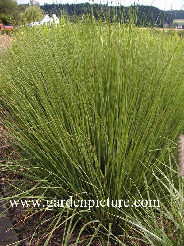 molinia caerulea moorhexe