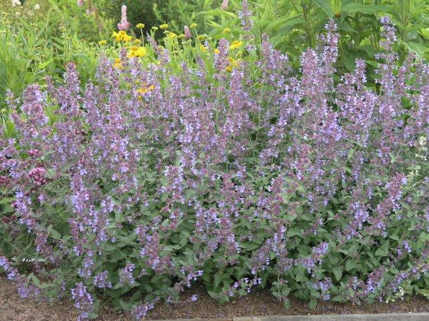 nepeta faasseni six hill's giant