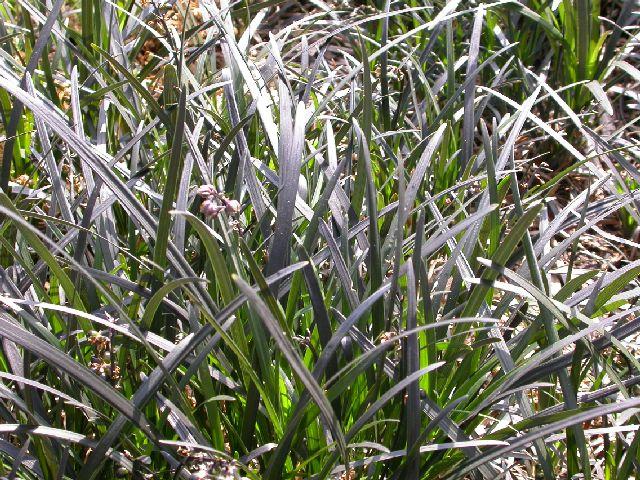 ophiopogon planiscapus