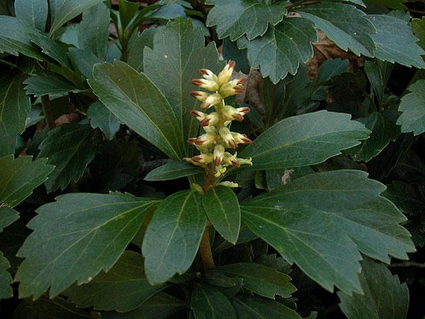 pachysandra terminalis