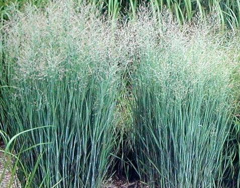 panicum virgatum heavy metal