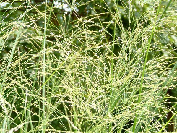 panicum virgatum strictum