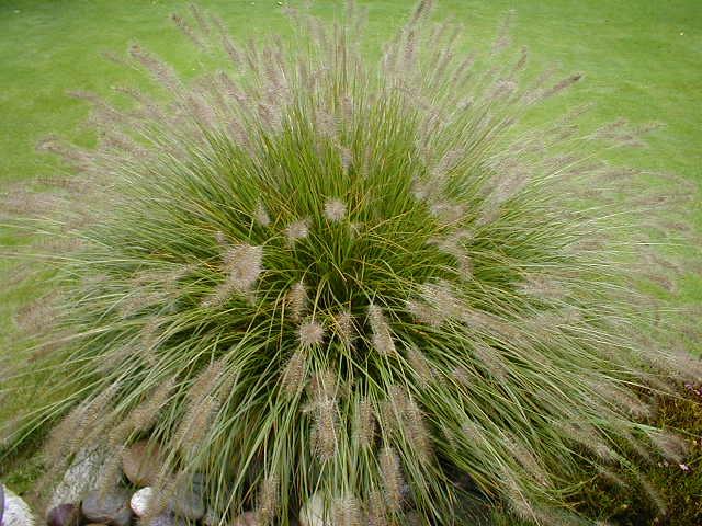 pennisetum alopecuroides hameln