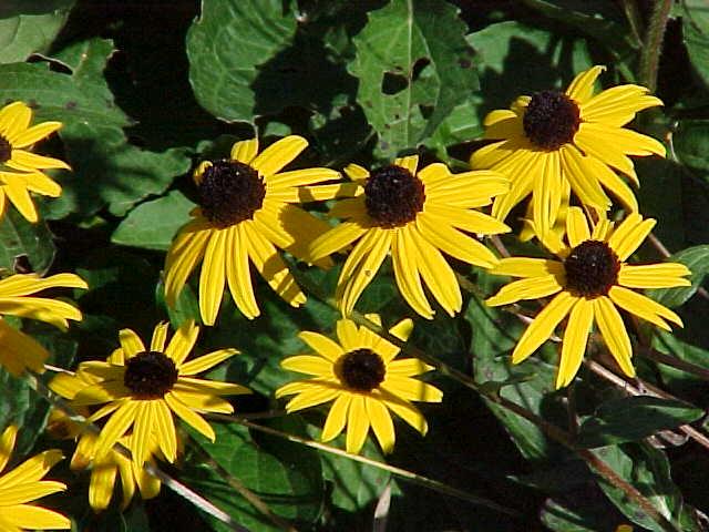 rudbeckia fulgida goldsturm