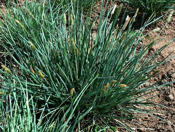 sesleria caerulea