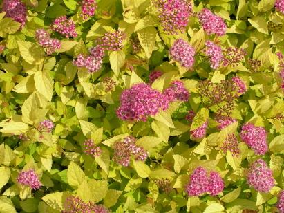 spiraea japonica golden princess