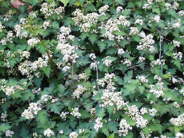 stephanandra incisa crispa