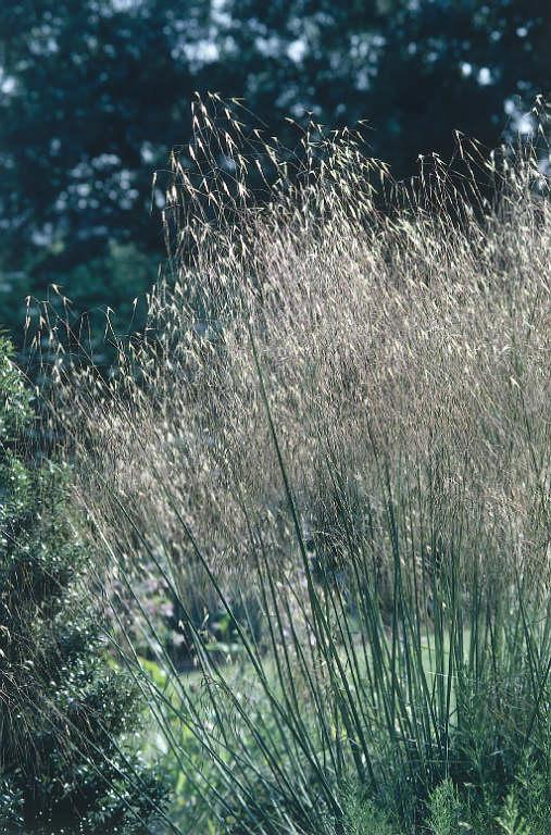 stipa gigantea